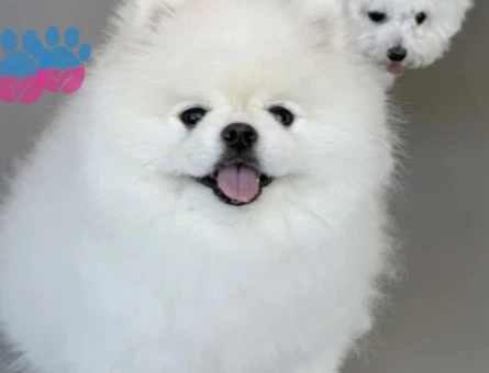 POMERANIAN ÜRETİM ÇİFTLİĞİNDEN - 10237