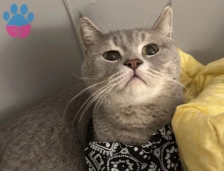 British Shorthair hüsoşuma yuva arıyoruz - 10247
