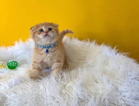 Golden Scottish Fold Erkel Yavrumuz 2 Aylık - 10252