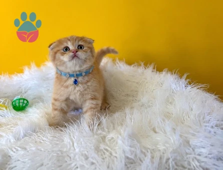 Golden Scottish Fold Erkel Yavrumuz 2 Aylık - 10252