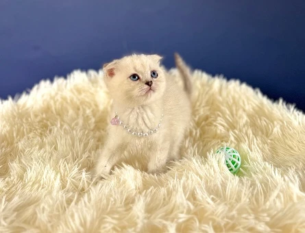 Safkan Scottish Fold Dişi Yavrumuz 2 Aylık - 10256