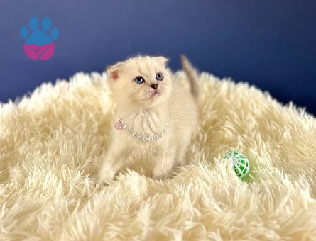 Safkan Scottish Fold Dişi Yavrumuz 2 Aylık - 10256