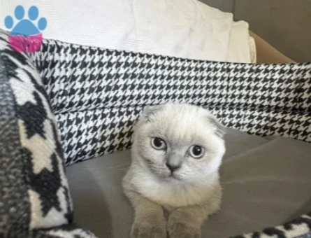 Scottish Fold EVİNİZE ŞANS GETİRECEK MİNİKLER - 10260