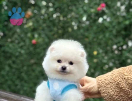 POMERANIAN ÜRETİM ÇİFTLİĞİNDEN - 10265