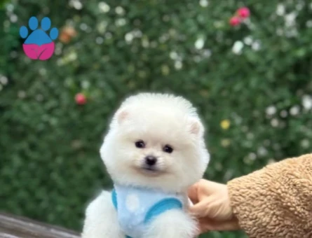 POMERANIAN ÜRETİM ÇİFTLİĞİNDEN - 10265