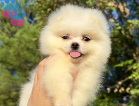 SAF KAN POMERANİAN BOO YAVRUMUZ YENİ AİLESİNE HAZIR - 10285