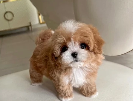 Kore Poodle birbirinden güzel bebeklerimiz - 10300