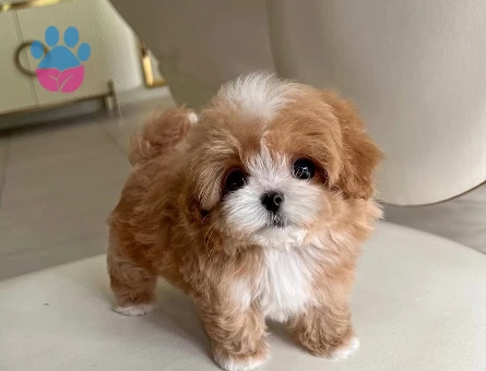 Kore Poodle birbirinden güzel bebeklerimiz - 10300