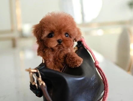 Kore Poodle yollarımız babyface - 10301