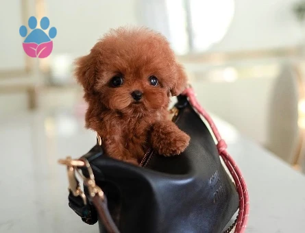 Kore Poodle yollarımız babyface - 10301