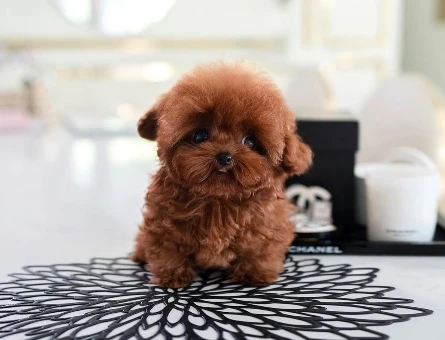 Kore Poodle birbirinden şahane - 10303