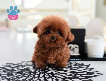 Kore Poodle birbirinden şahane - 10303