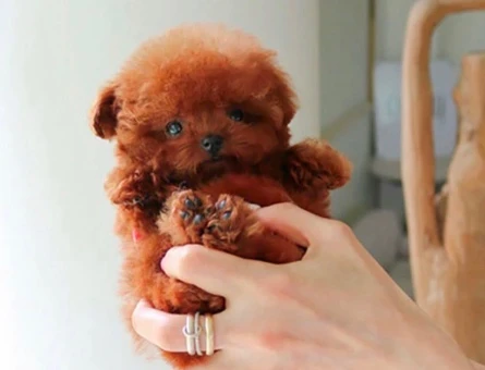 Kore Poodle pıtırcık bebekler - 10304