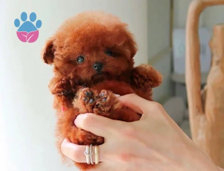 Kore Poodle pıtırcık bebekler - 10304