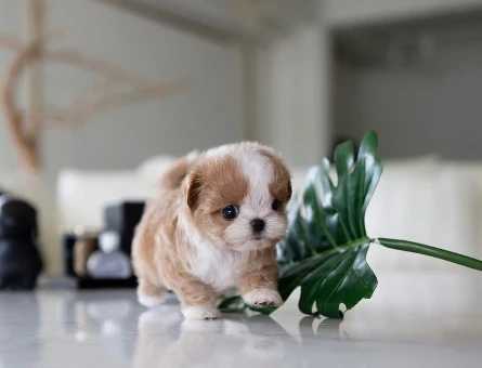 Kore Poodle yavrularımız - 10306