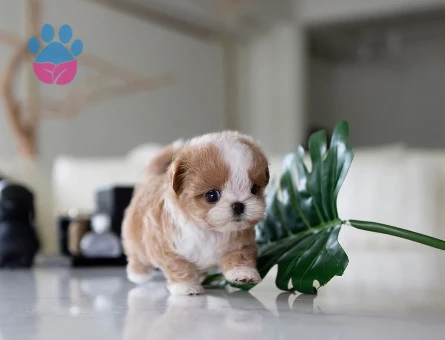 Kore Poodle yavrularımız - 10306