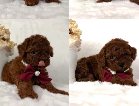 Kore Poodle birbirinden efsane - 10307