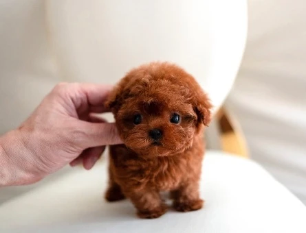 Kore Poodle yavrularımızı - 10309