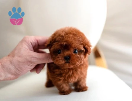 Kore Poodle yavrularımızı - 10309