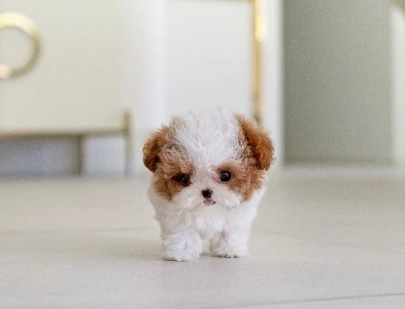Kore Poodle efsane bebek - 10311