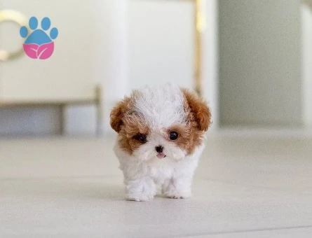 Kore Poodle efsane bebek - 10311