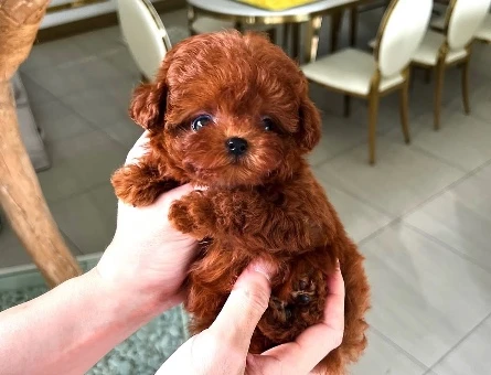 Kore Poodle dünya güzeli - 10312