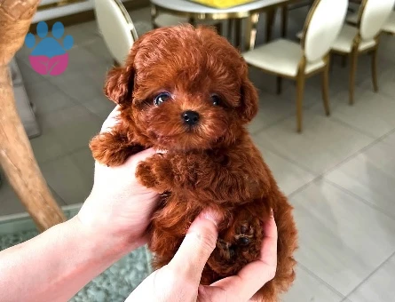Kore Poodle dünya güzeli - 10312