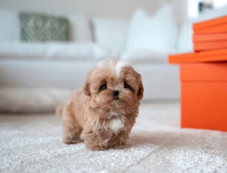 Kore Poodle  yıldız bebeklerimiz - 10313