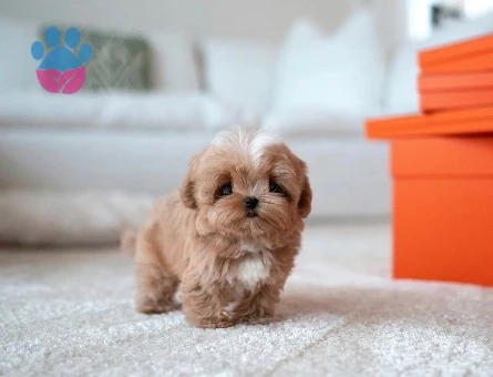 Kore Poodle  yıldız bebeklerimiz - 10313