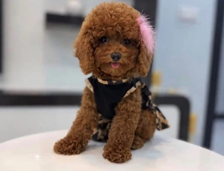 Kore Poodle yıldız efsanesi - 10317
