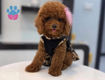 Kore Poodle yıldız efsanesi - 10317