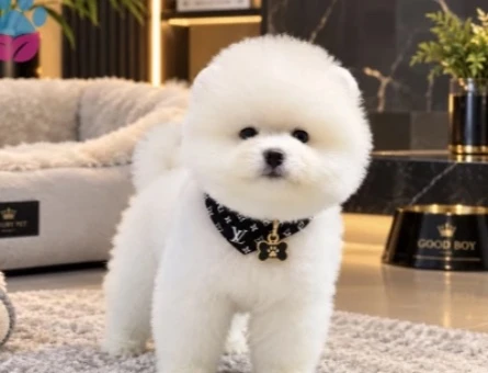 POMERANIAN ÜRETİM ÇİFTLİĞİNDEN - 10340