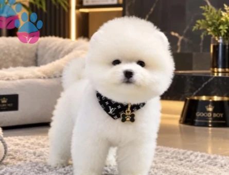 POMERANIAN ÜRETİM ÇİFTLİĞİNDEN - 10340