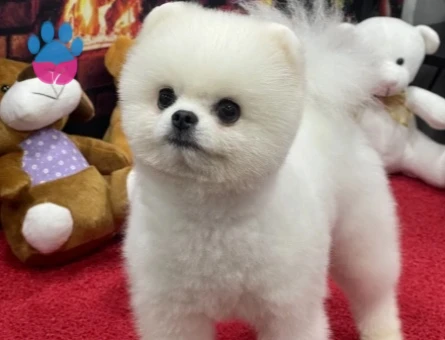 POMERANIAN ÜRETİM ÇİFTLİĞİNDEN - 10344
