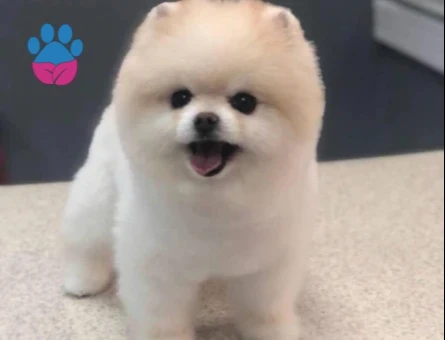POMERANIAN ÜRETİM ÇİFTLİĞİNDEN - 10346
