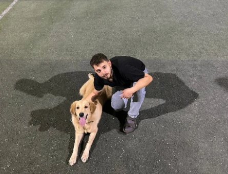 8 aylık golden retriever - 10365