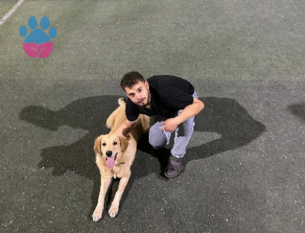 8 aylık golden retriever - 10365