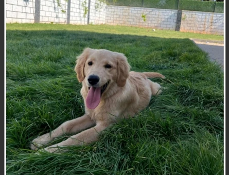 8 aylık golden retriever - 10365