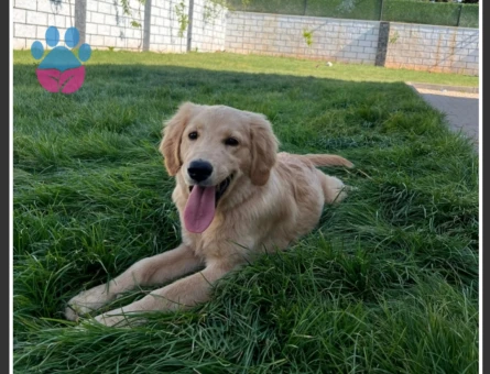 8 aylık golden retriever - 10365