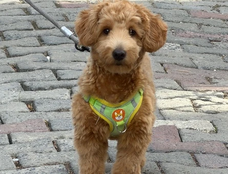 Maltipoo - 10373