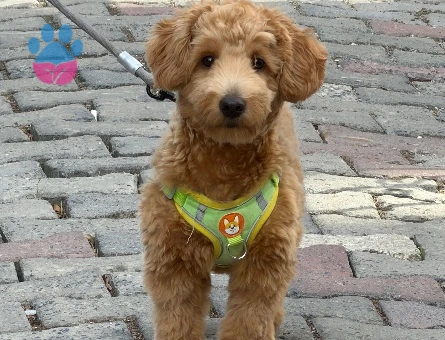 Maltipoo - 10373