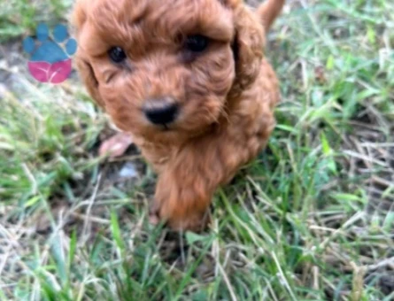 Red Toy Poodle - 10374