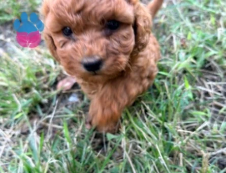 Red Toy Poodle - 10374