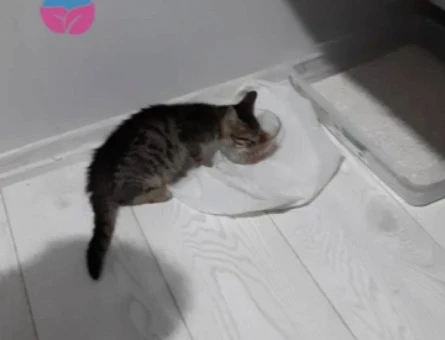 Tekir Erkek Yavru Kedi - 10375