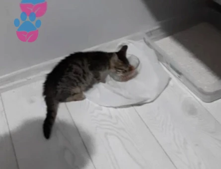 Tekir Erkek Yavru Kedi - 10375