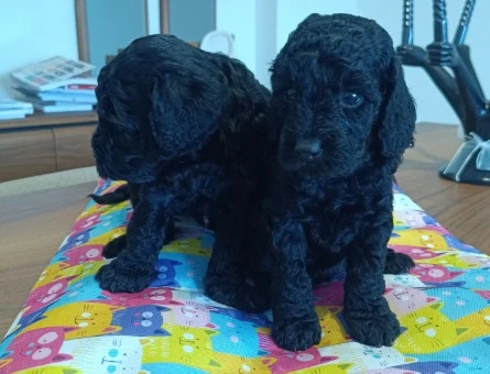 Poodle Geceden Daha Siyah :) - 10381
