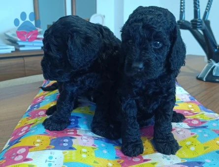 Poodle Geceden Daha Siyah :) - 10381
