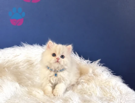 Bembeyaz British Longhair Erkek Yavrumuz Yeni Yuvasını Arıyor - 10383