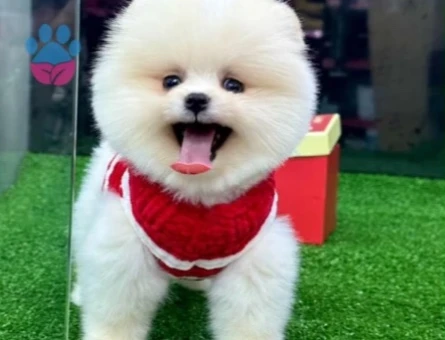 POMERANIAN ÜRETİM ÇİFTLİĞİNDEN - 10389