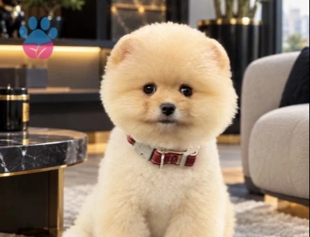 POMERANIAN ÜRETİM ÇİFTLİĞİNDEN - 10391